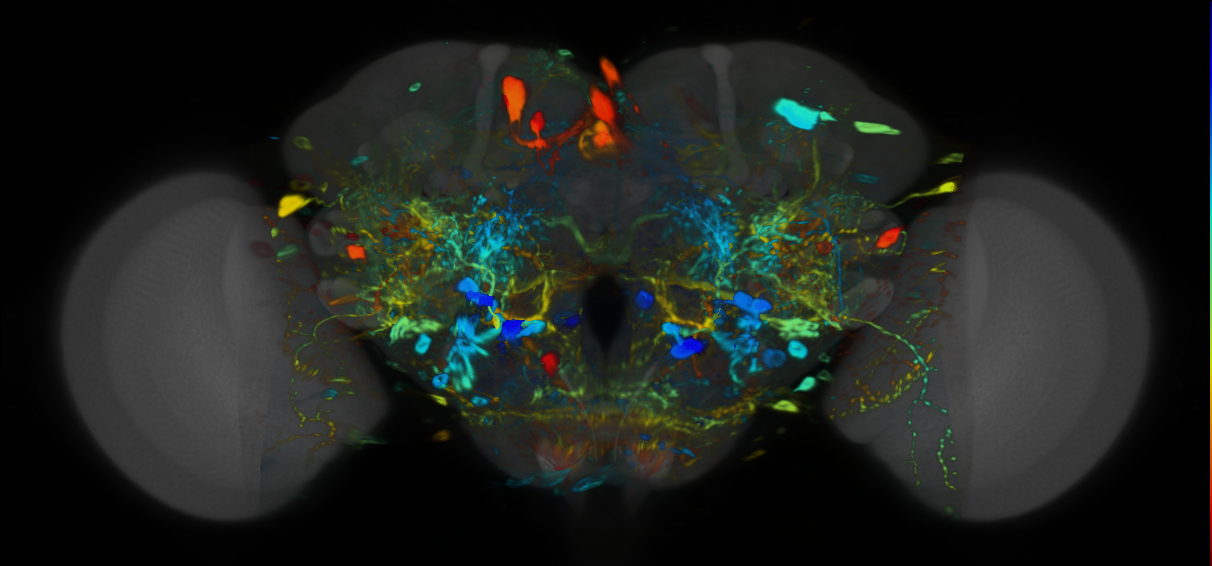 P{VT019434-GAL4} expression pattern
