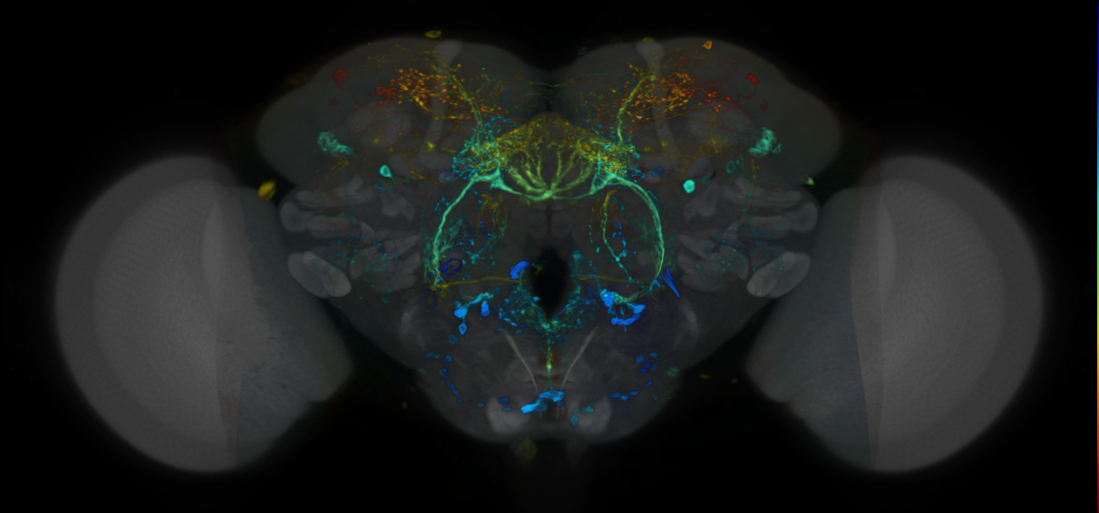 P{VT019729-GAL4} expression pattern