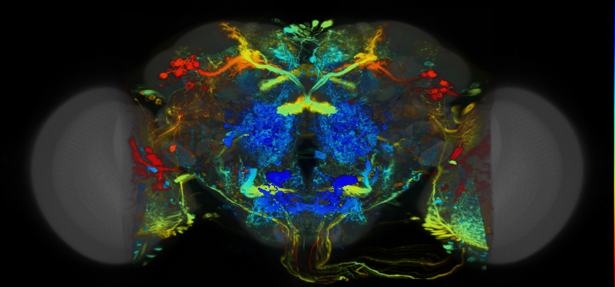 P{VT019742-GAL4} expression pattern