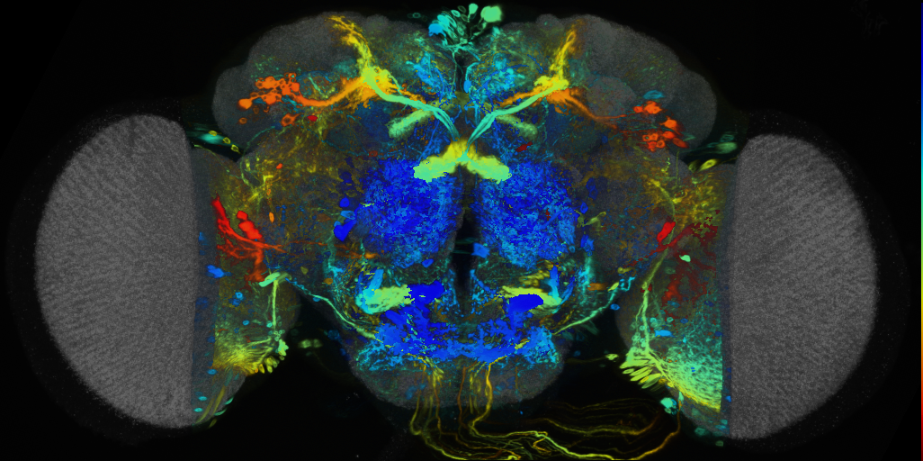 P{VT019742-GAL4} expression pattern