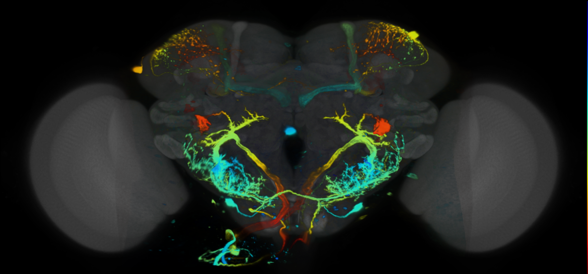 P{VT019746-GAL4} expression pattern