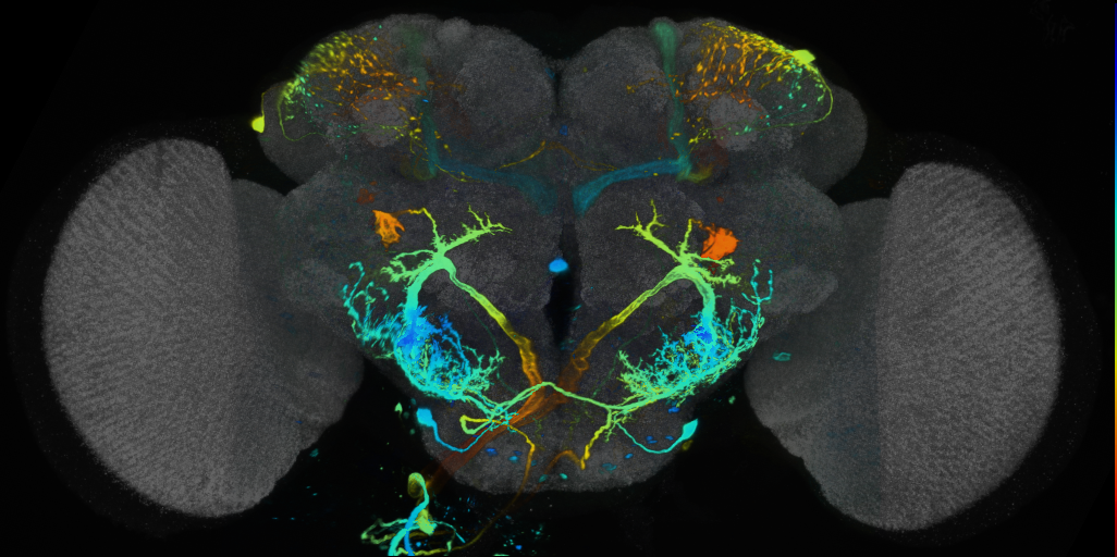 P{VT019746-GAL4} expression pattern