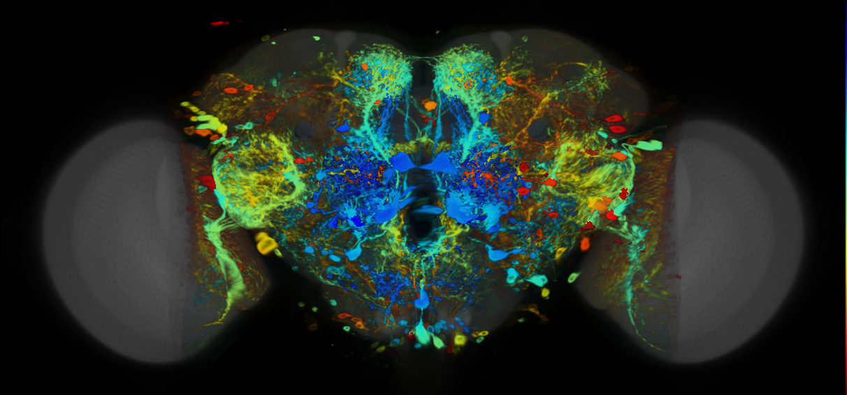 P{VT019758-GAL4} expression pattern