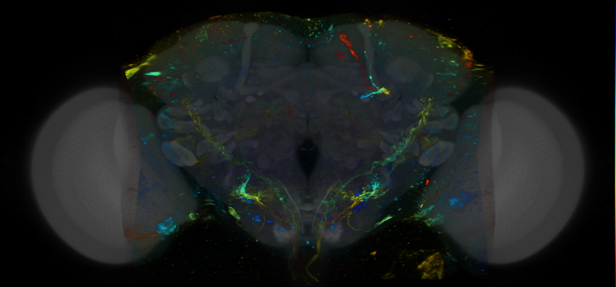 P{VT019772-GAL4} expression pattern