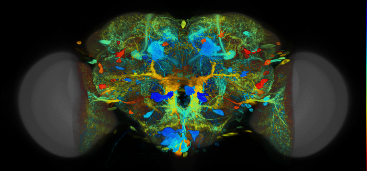 P{VT019843-GAL4} expression pattern