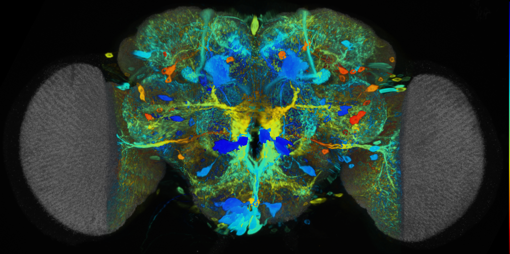 P{VT019843-GAL4} expression pattern