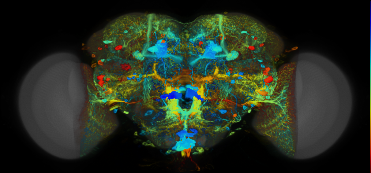 P{VT019843-GAL4} expression pattern