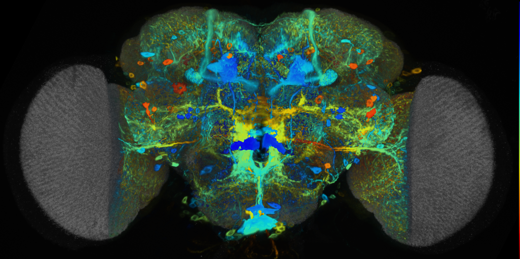 P{VT019843-GAL4} expression pattern