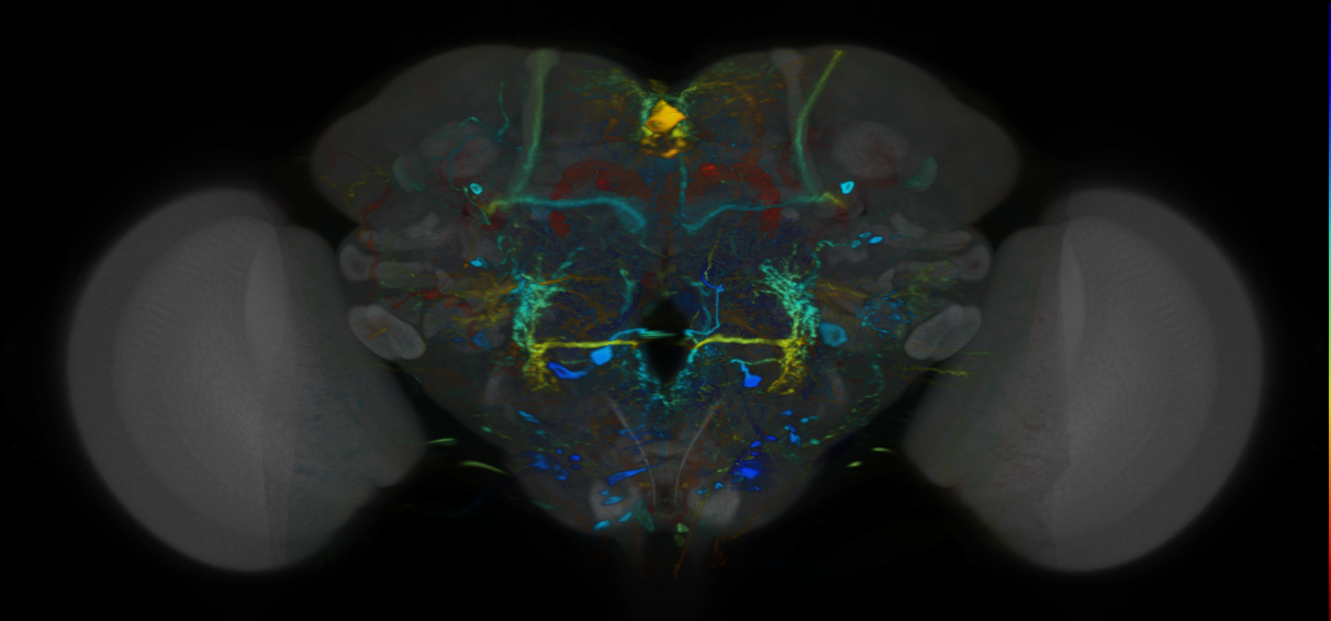 P{VT019896-GAL4} expression pattern