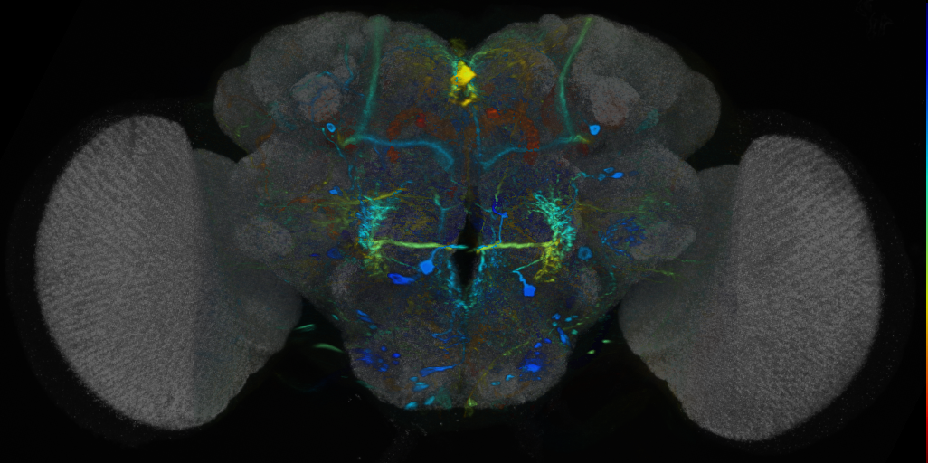 P{VT019896-GAL4} expression pattern