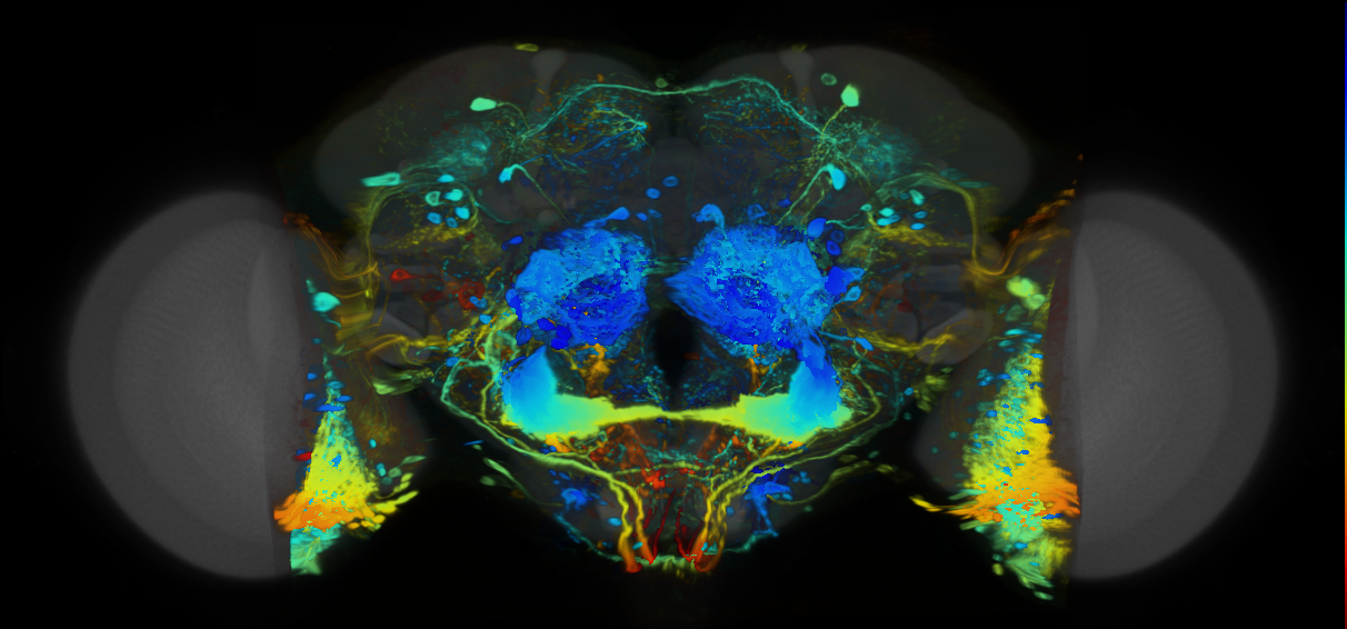 P{VT019901-GAL4} expression pattern