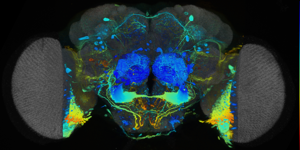 P{VT019901-GAL4} expression pattern