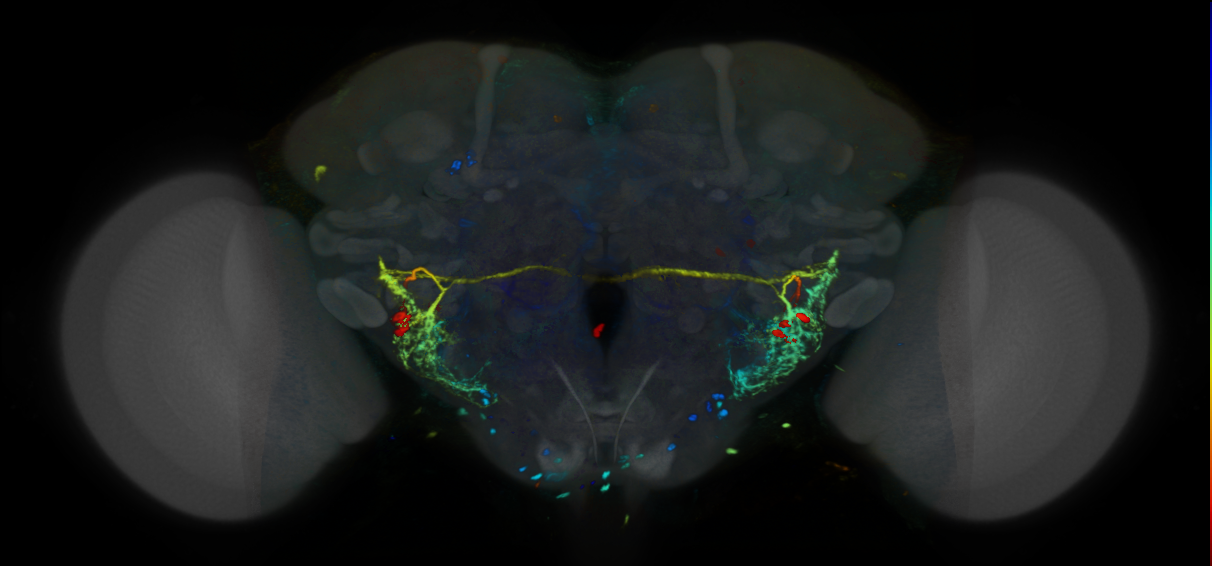 P{VT019974-GAL4} expression pattern