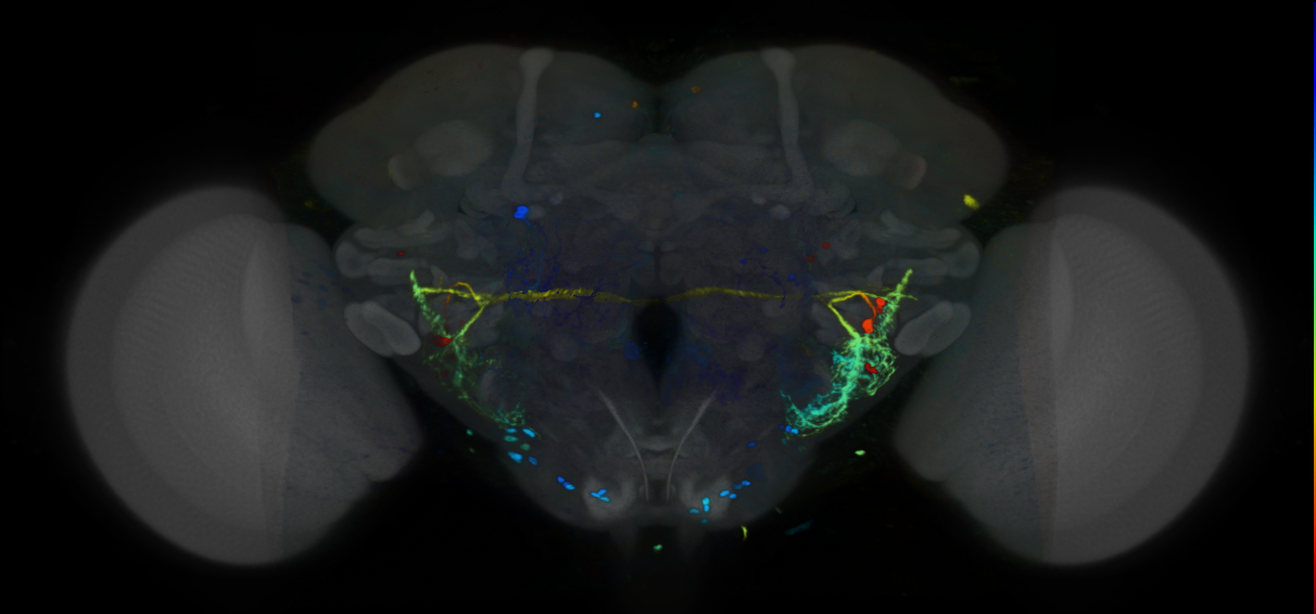 P{VT019974-GAL4} expression pattern