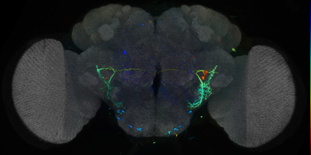 P{VT019974-GAL4} expression pattern
