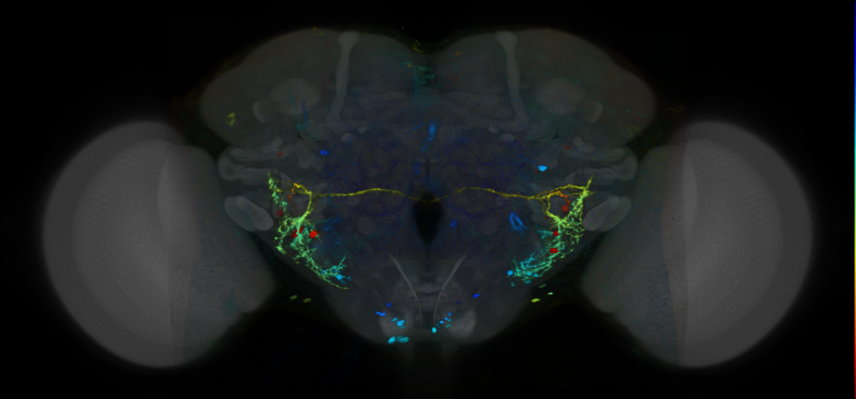 P{VT019974-GAL4} expression pattern