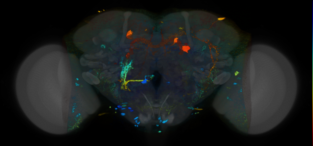P{VT020030-GAL4} expression pattern