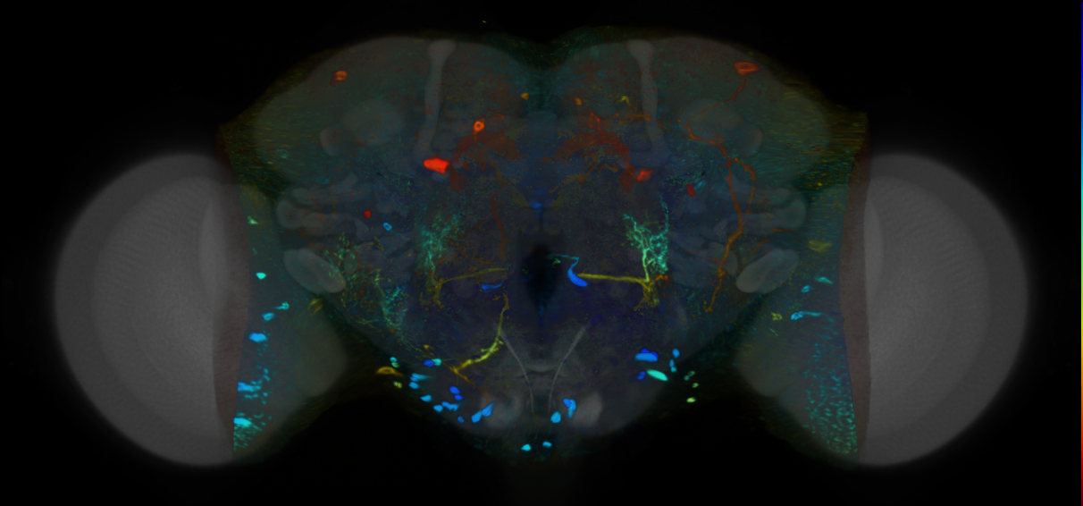 P{VT020030-GAL4} expression pattern