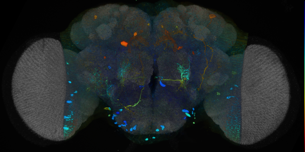 P{VT020030-GAL4} expression pattern