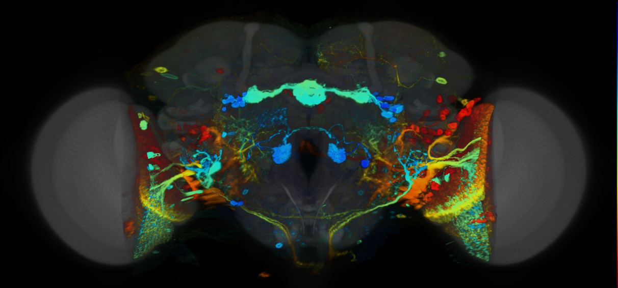 P{VT020036-GAL4} expression pattern