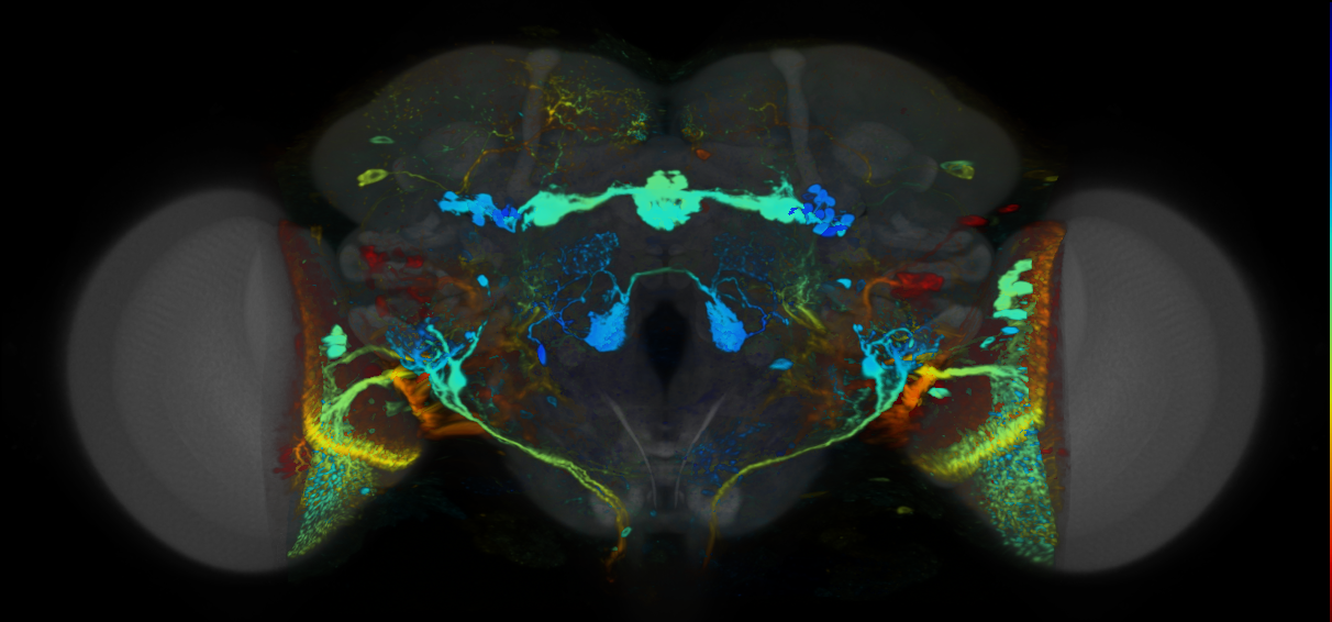 P{VT020036-GAL4} expression pattern
