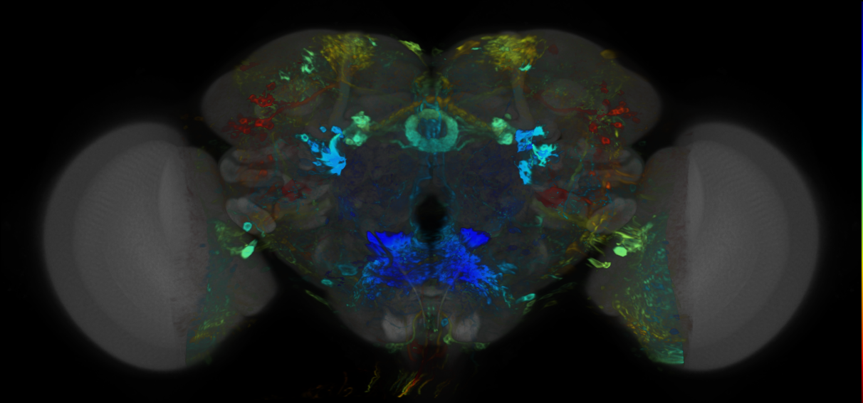 P{VT020040-GAL4} expression pattern