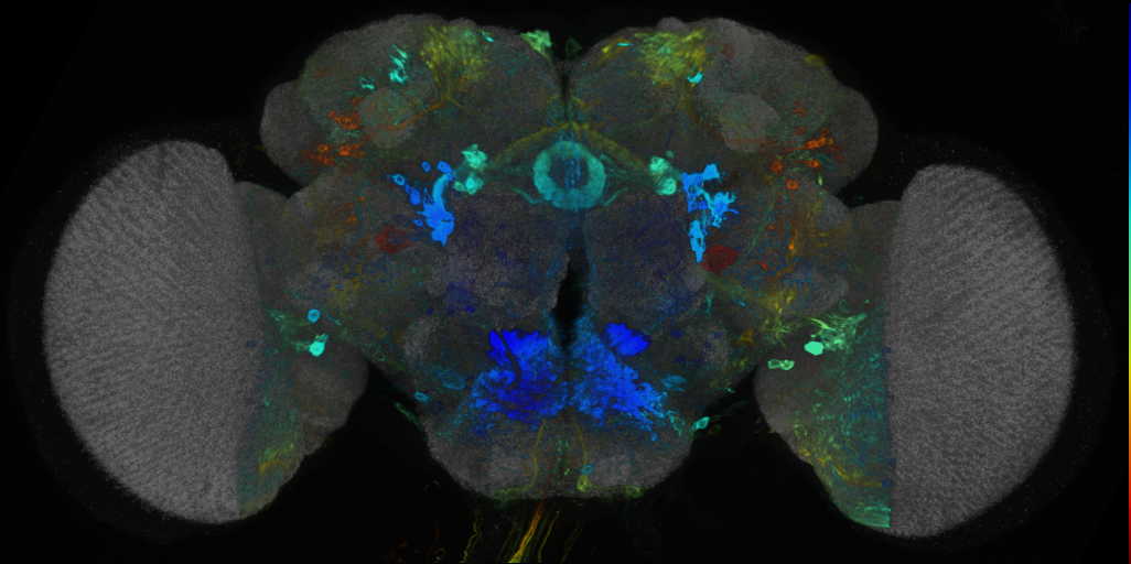 P{VT020040-GAL4} expression pattern