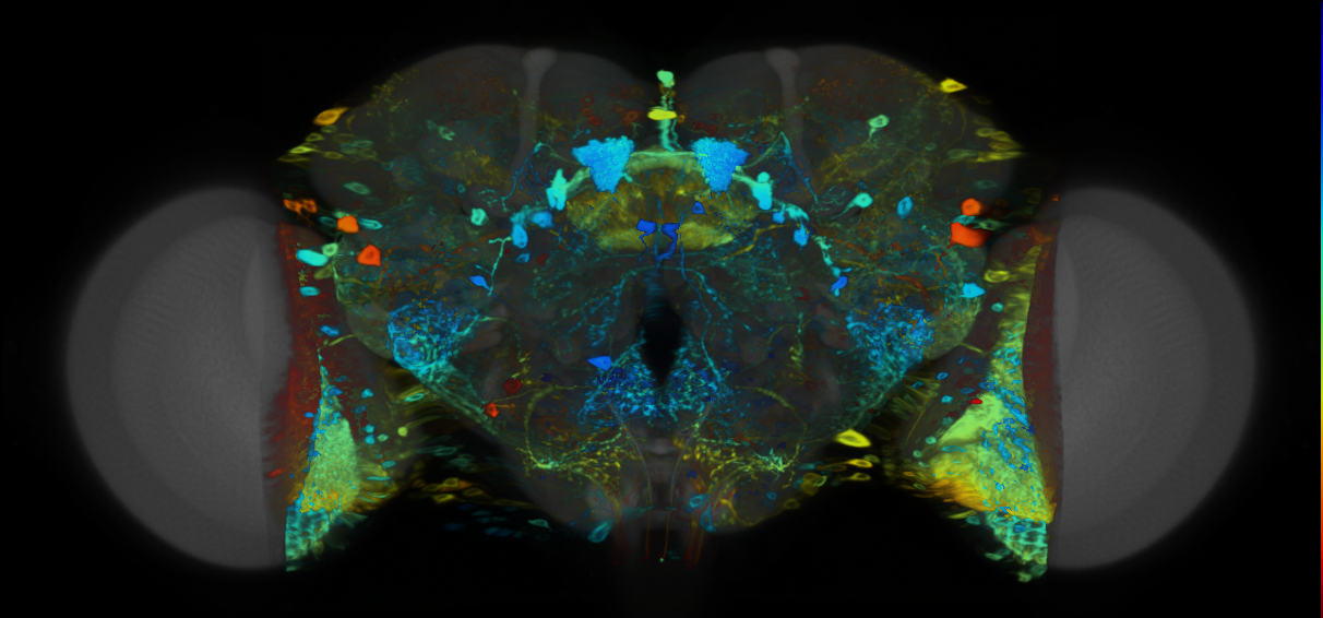 P{VT020371-GAL4} expression pattern