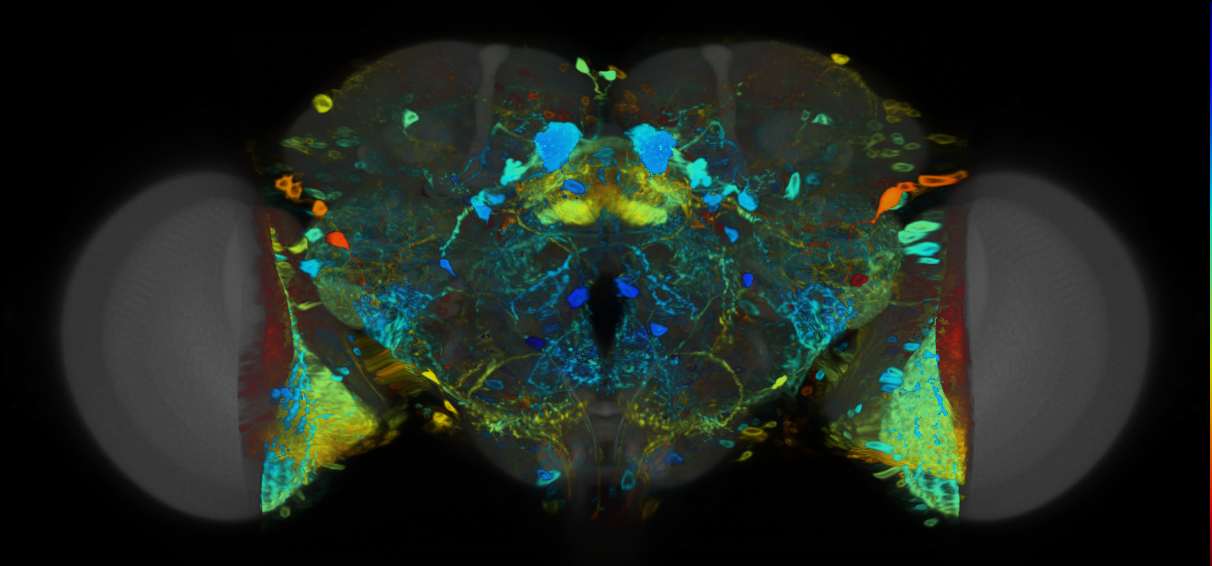 P{VT020371-GAL4} expression pattern
