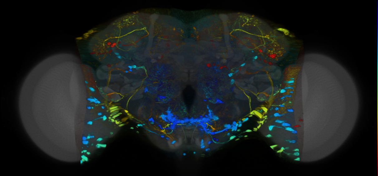 P{VT020515-GAL4} expression pattern
