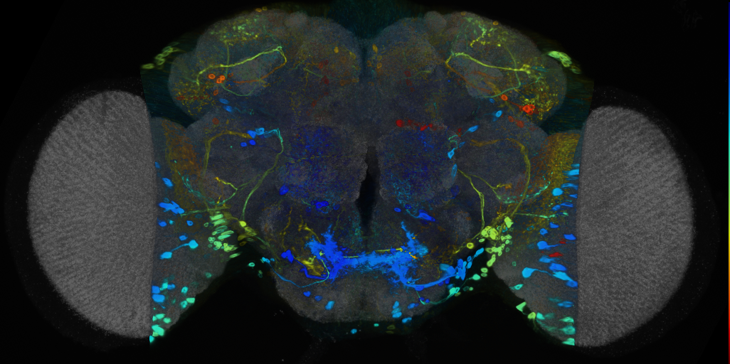 P{VT020515-GAL4} expression pattern