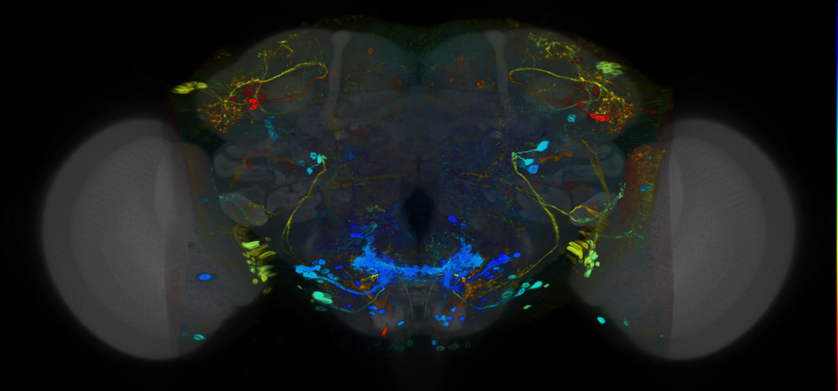 P{VT020515-GAL4} expression pattern