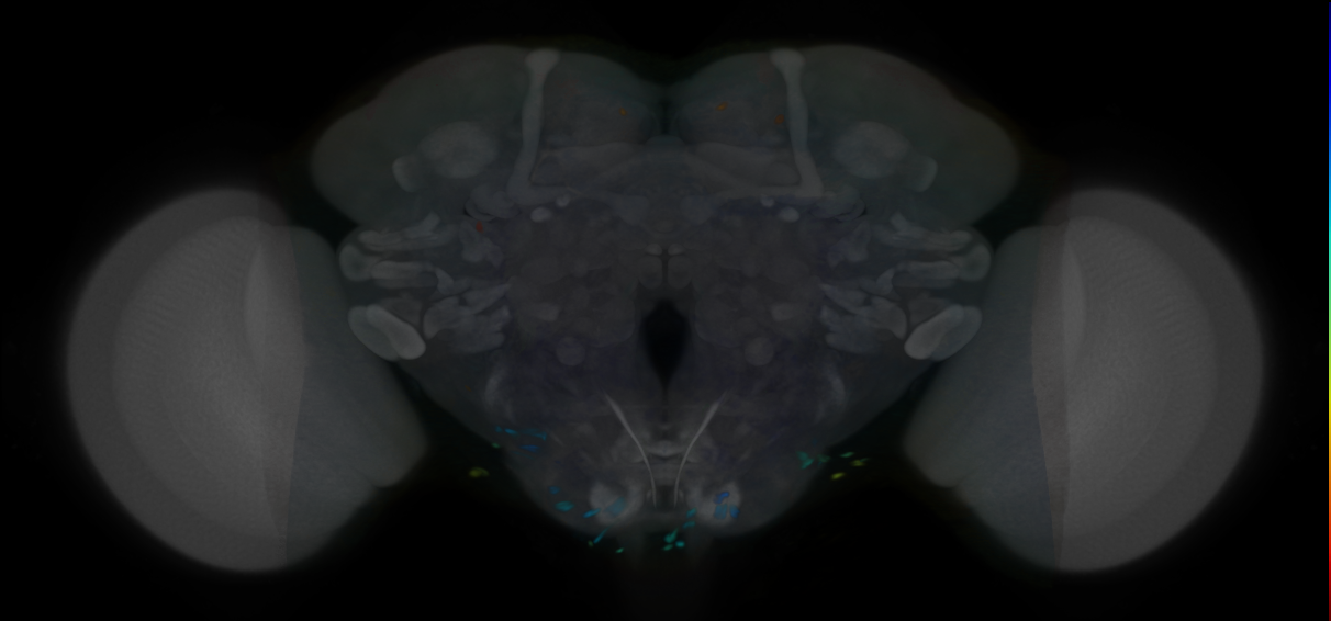 P{VT020730-GAL4} expression pattern