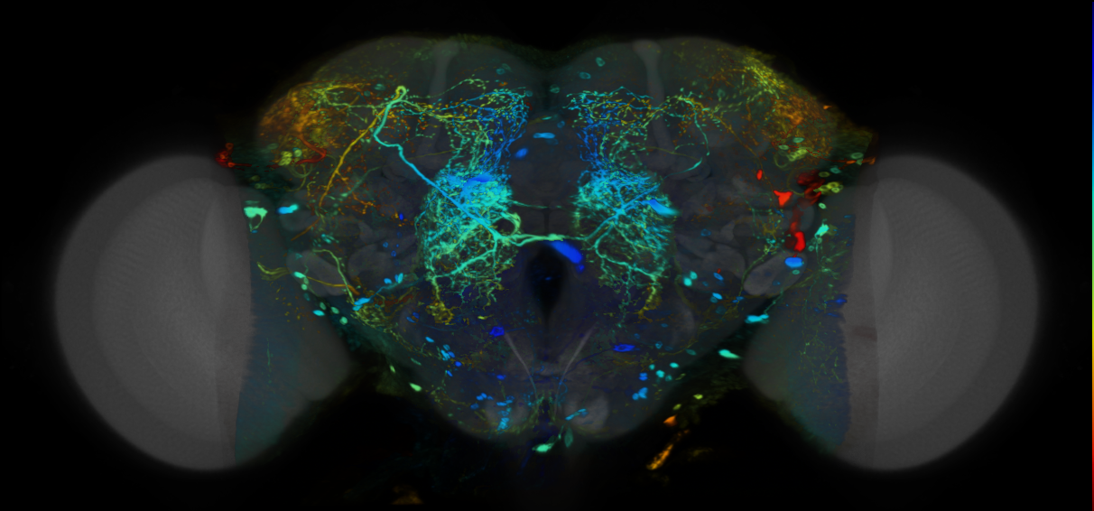 P{VT020740-GAL4} expression pattern