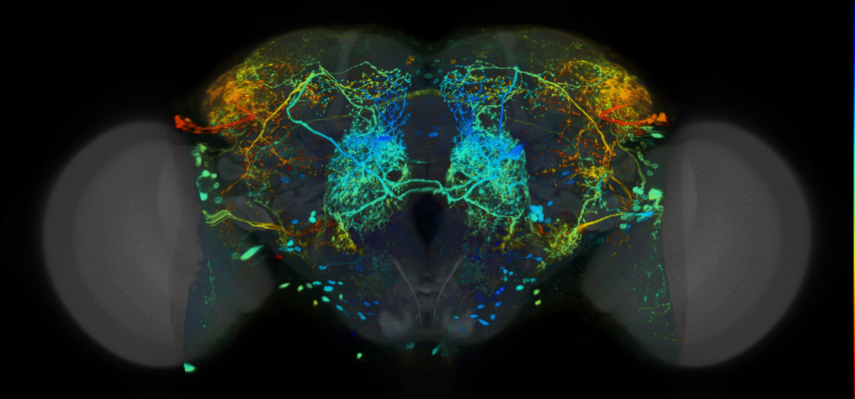 P{VT020740-GAL4} expression pattern