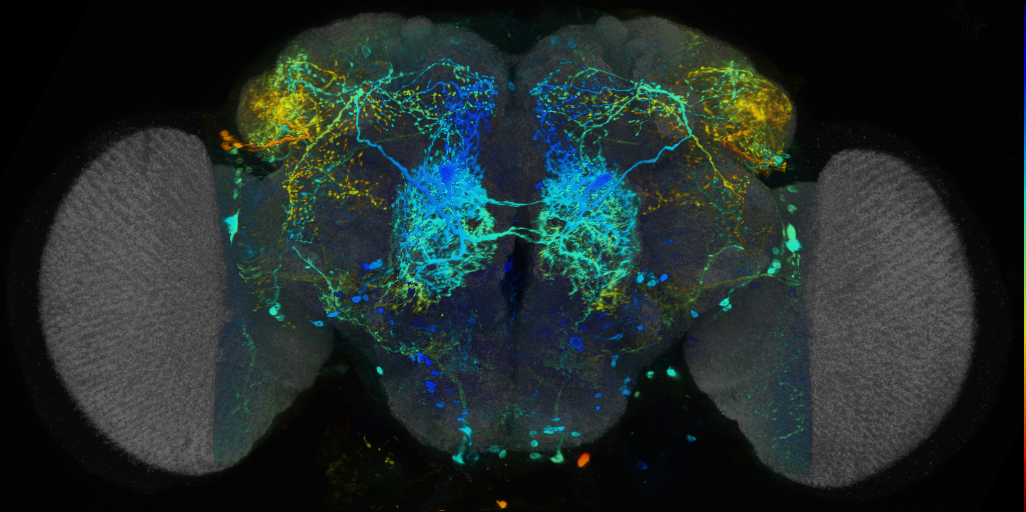P{VT020740-GAL4} expression pattern