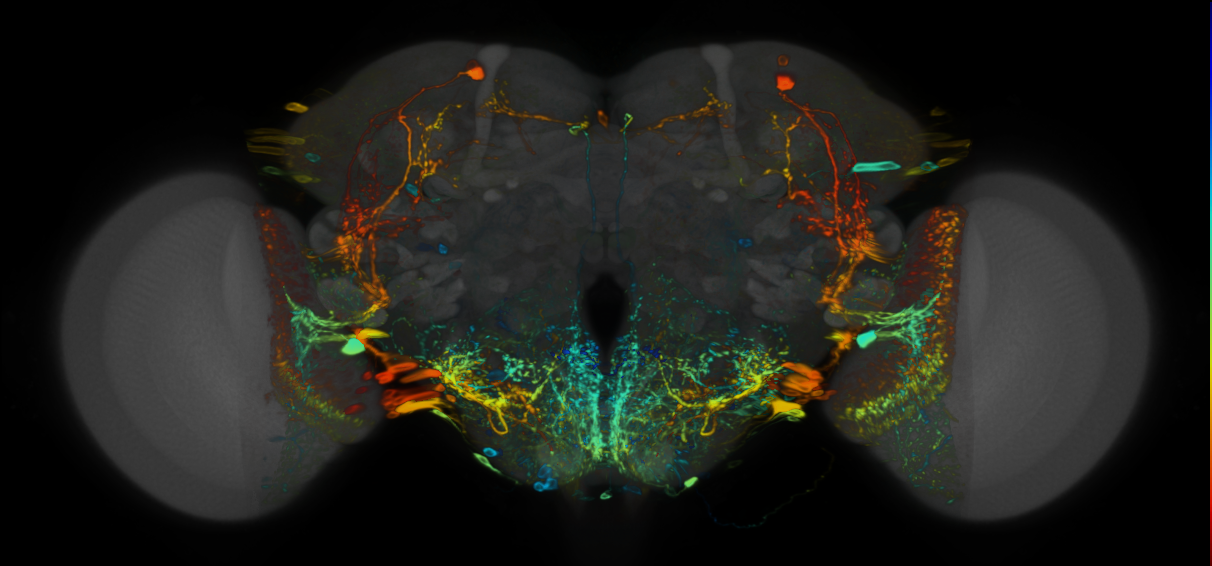 P{VT020742-GAL4} expression pattern