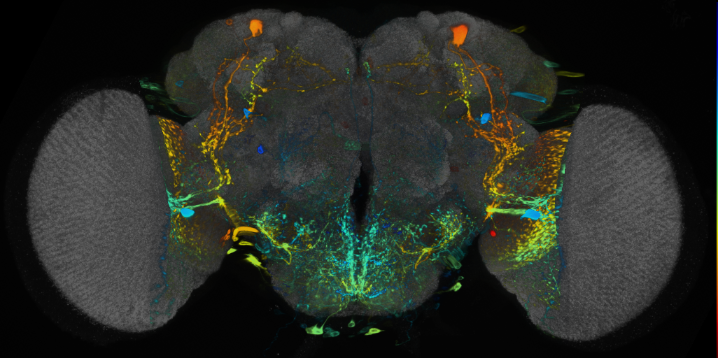 P{VT020742-GAL4} expression pattern