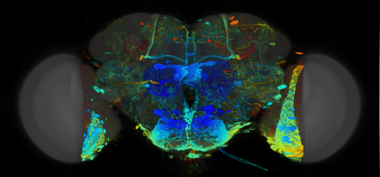P{VT020819-GAL4} expression pattern