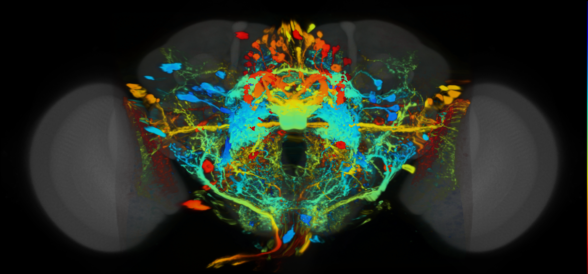 P{VT020824-GAL4} expression pattern
