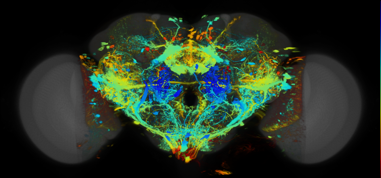 P{VT020831-GAL4} expression pattern