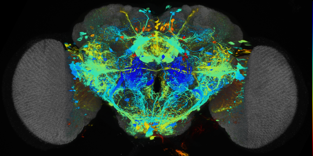 P{VT020831-GAL4} expression pattern