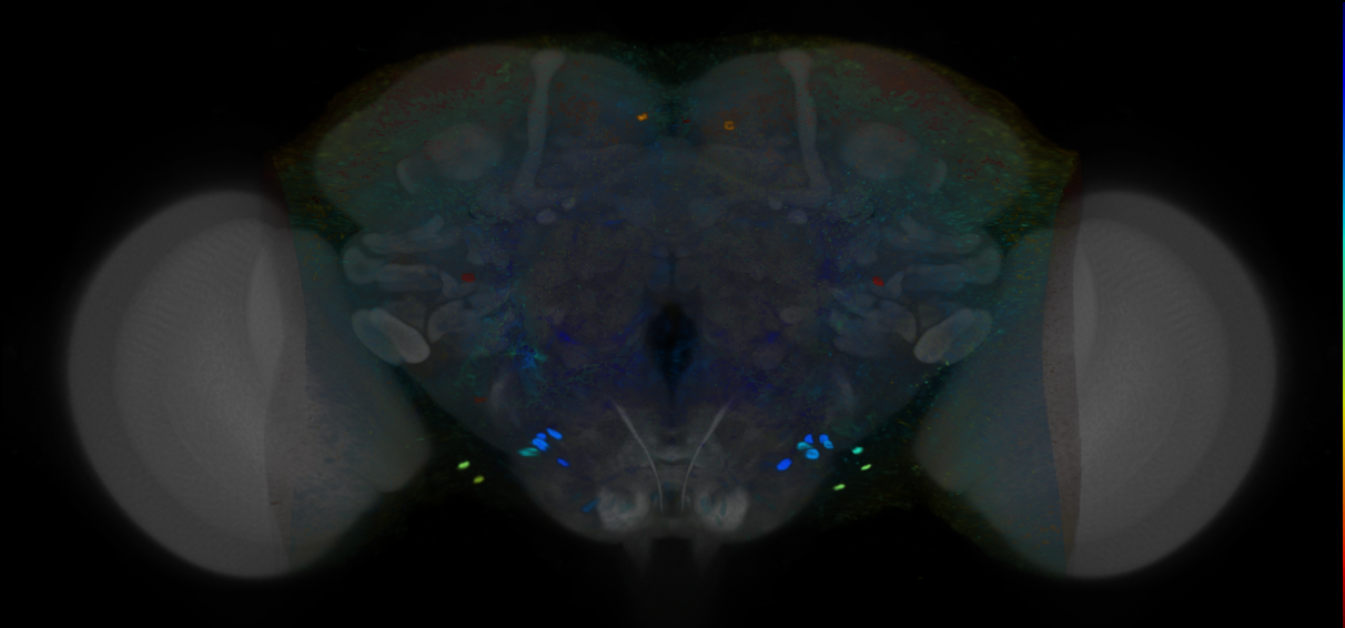 P{VT020957-GAL4} expression pattern