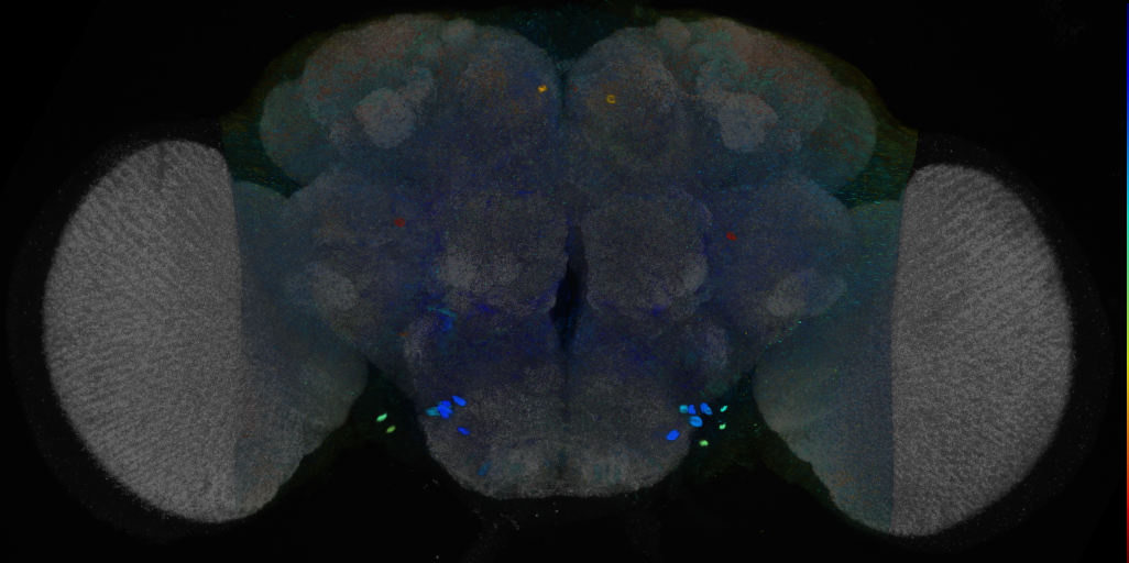 P{VT020957-GAL4} expression pattern