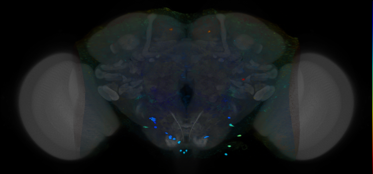 P{VT020957-GAL4} expression pattern