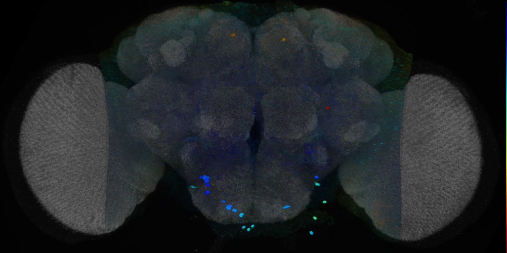 P{VT020957-GAL4} expression pattern