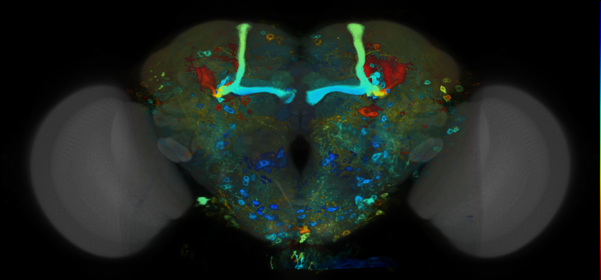 P{VT021015-GAL4} expression pattern