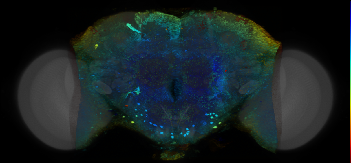 P{VT021016-GAL4} expression pattern