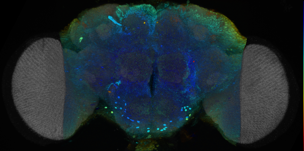 P{VT021016-GAL4} expression pattern