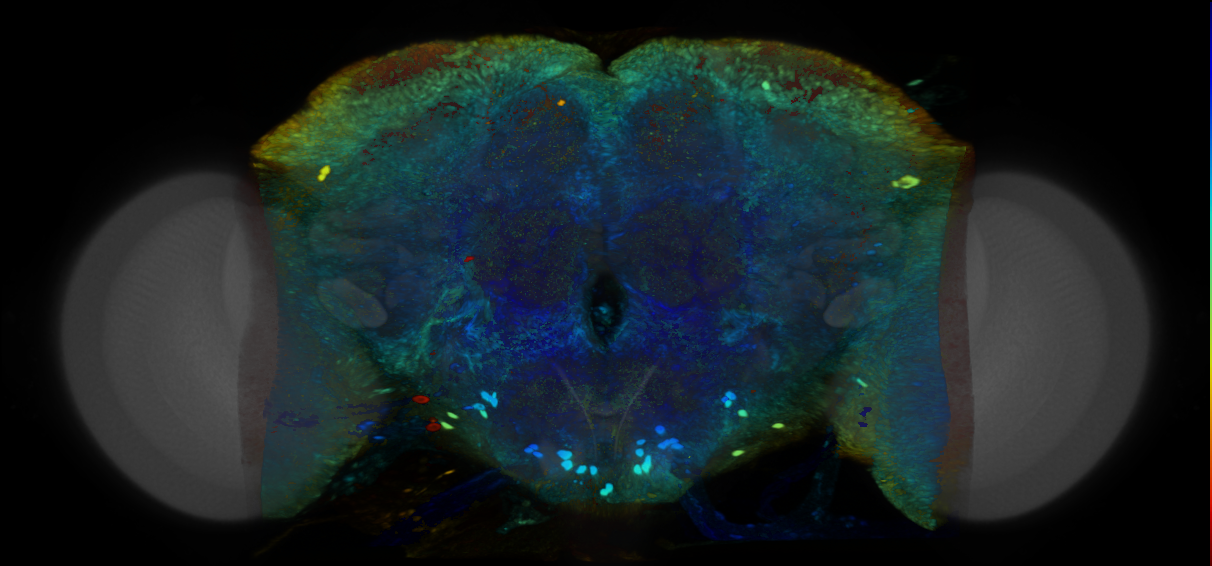 P{VT021016-GAL4} expression pattern